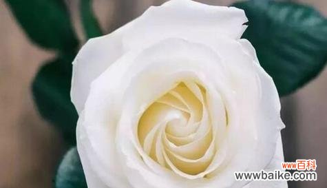 用一朵花传达永恒的爱情 永远爱你——以红玫瑰花语为主题的文章