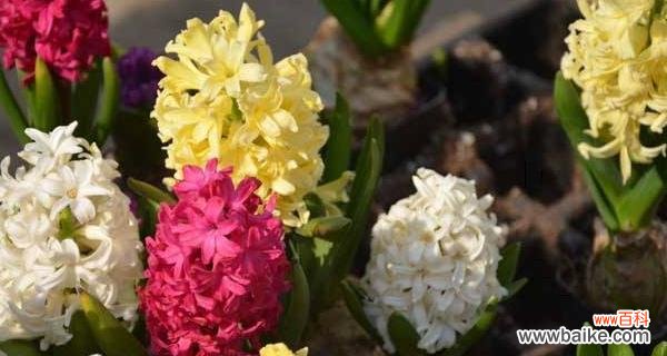 爱情 永远幸福的花语——玫瑰的浪漫传说