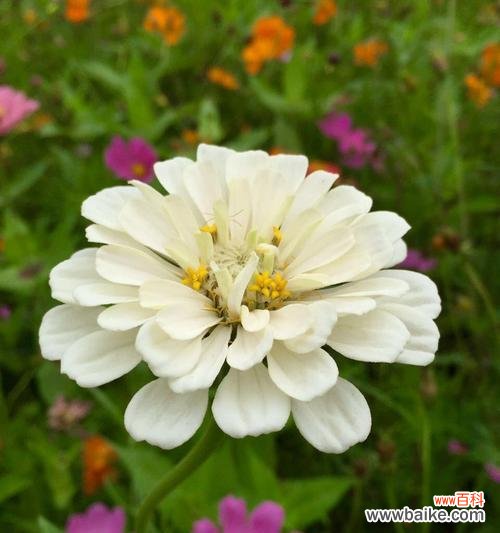 以菊花为主题的友谊花语 友谊花开，绚丽如春