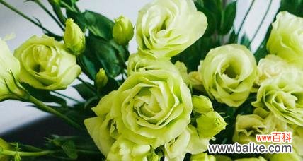 洋桔梗 洋桔梗花语——寓意纯洁的白色花朵