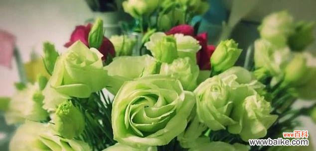 探寻洋桔梗的花语及其象征意义 洋桔梗花语与寓意