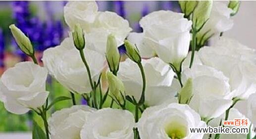 洋桔梗花语 洋桔梗花语与寓意