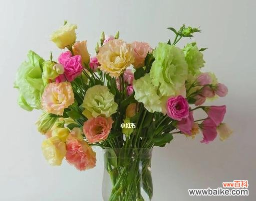 洋桔梗花语 洋桔梗花语与寓意