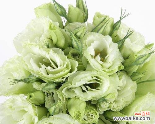 探索洋桔梗花语的深层意义 洋桔梗花语的含义与解读