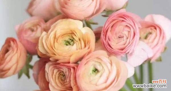 探索洋牡丹花语的多样性及其象征意义 洋牡丹花语与寓意