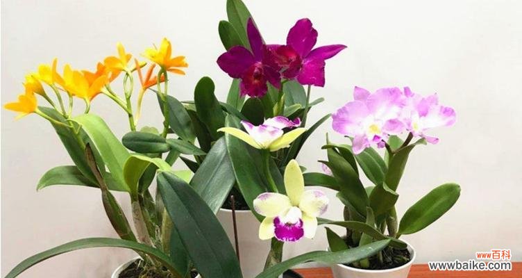 洋兰花的美丽与寓意 洋兰花