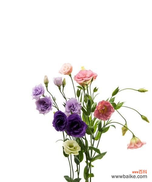 探寻洋桔梗花的内涵和魅力 洋桔梗的象征意义与美丽之处