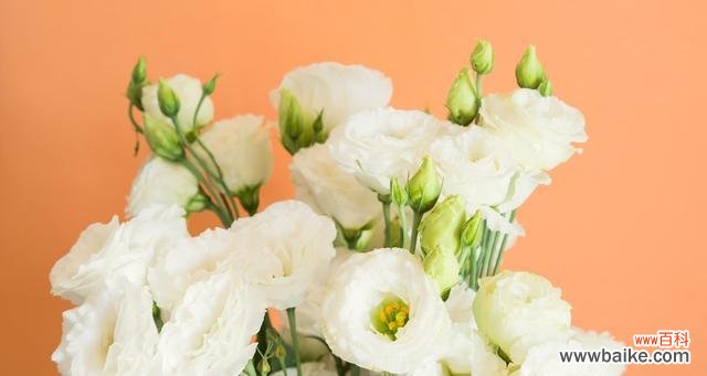 探寻洋桔梗花的内涵和魅力 洋桔梗的象征意义与美丽之处