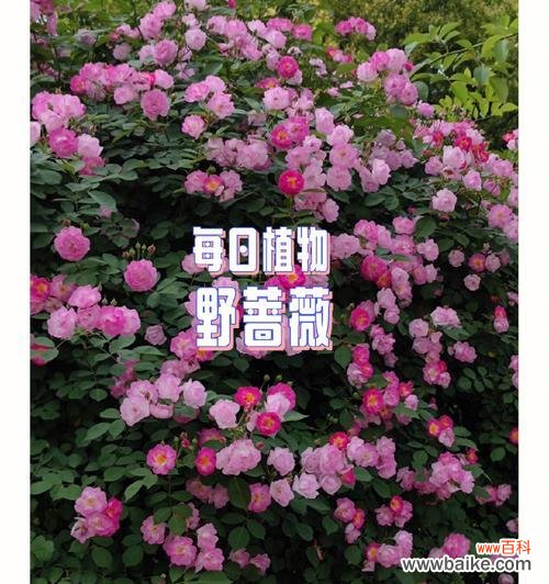 野蔷薇花语的意义与传承 野蔷薇花语-传递爱与坚强的象征