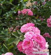 野蔷薇花语的意义与传承 野蔷薇花语-传递爱与坚强的象征