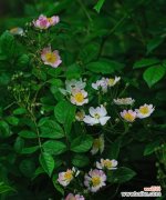 探寻野蔷薇花的美丽与意义 野蔷薇花语