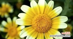 探寻野菊花的隐秘心声 野菊花花语的深刻含义