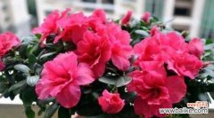 以花养花 养杜鹃花，寓意生命的美丽