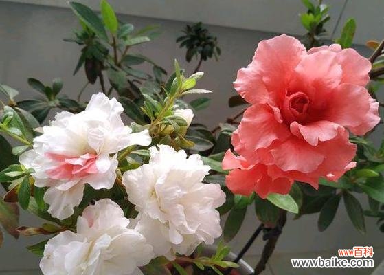 以花养花 养杜鹃花，寓意生命的美丽