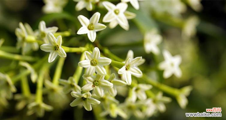一朵芬芳的夜来香 夜来香的花语与传说