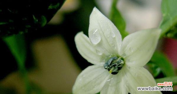 一朵芬芳的夜来香 夜来香的花语与传说