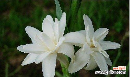 美丽的花朵散发着独特的香气 以夜来香的花语