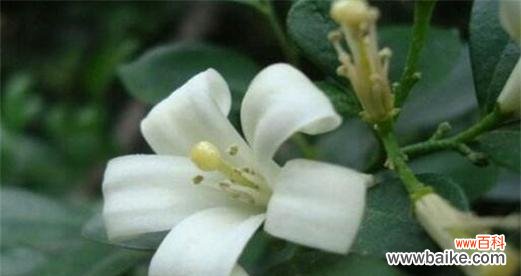 美丽的花朵散发着独特的香气 以夜来香的花语