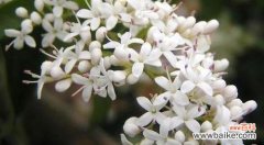 美丽的花朵散发着独特的香气 以夜来香的花语