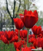 用野生郁金香的花语传达贞操的内涵 郁金香的花语贞操