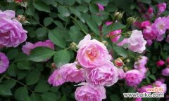 从美丽与坚韧的对立出发 野蔷薇的象征意义及文化内涵