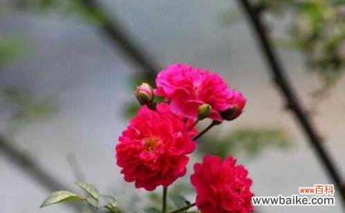 从美丽与坚韧的对立出发 野蔷薇的象征意义及文化内涵