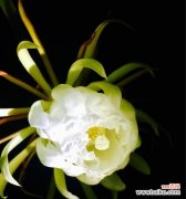 自我成长的契机 以昙花开的预兆与启示