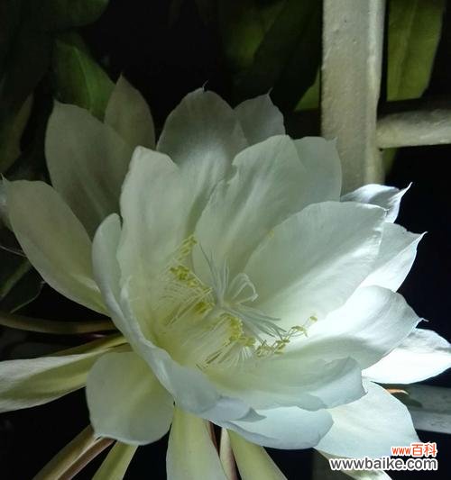 自我成长的契机 以昙花开的预兆与启示