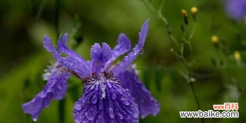追寻花语之美 鸢尾花