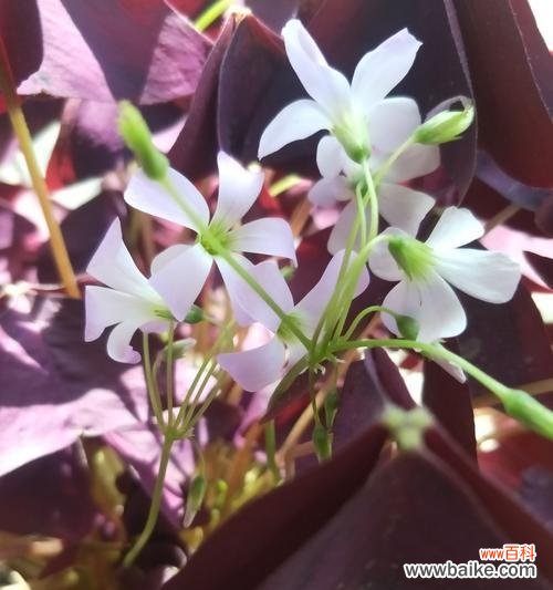 揭秘酢浆草的寓意 《酢浆草的花语与传说故事》