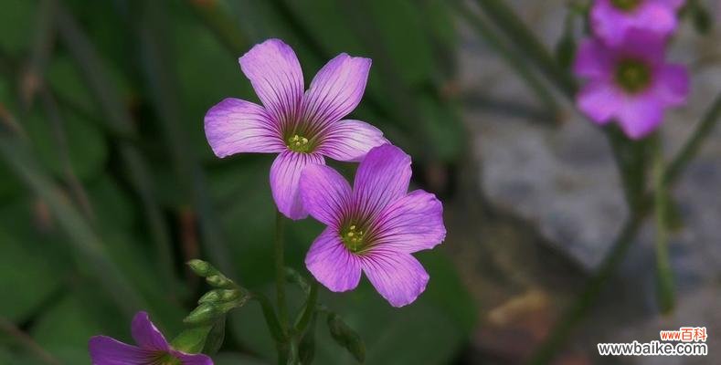 揭秘酢浆草的寓意 《酢浆草的花语与传说故事》