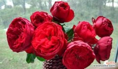 探寻玫瑰花在不同文化中的意义 一朵玫瑰花的含义与象征