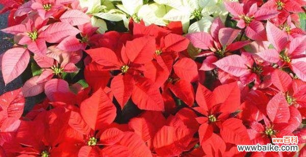 探索一品红的深刻寓意与象征 一品红的花语及其意义