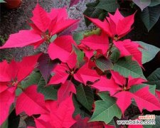 探索一品红的深刻寓意与象征 一品红的花语及其意义