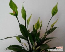 带来顺利和好运的吉祥之花 一帆风顺花