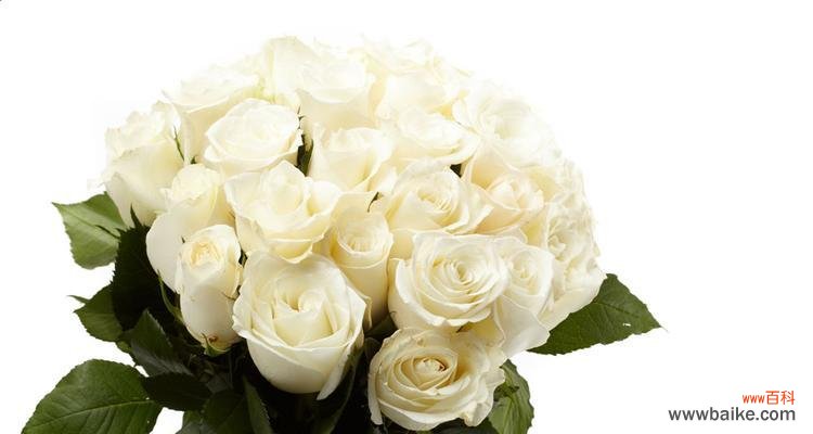 纯洁与无尘的象征 一朵白玫瑰的意义