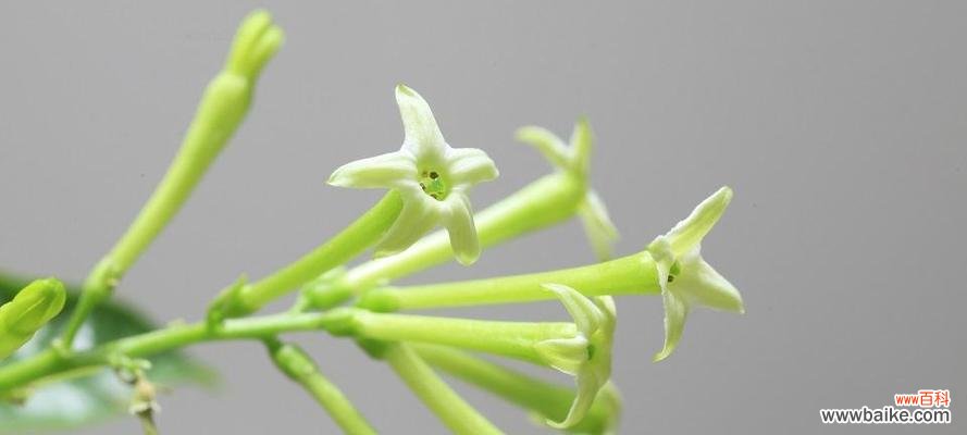 揭开夜来香花背后的秘密 夜来香花的魅力与花语