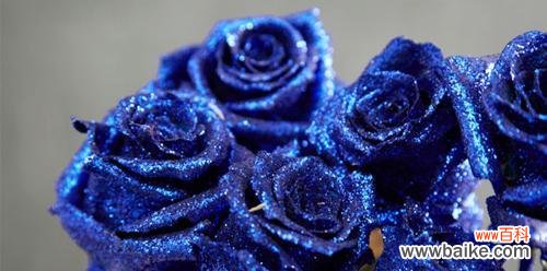 探索神秘的蓝色魅力 蓝色妖姬的花语