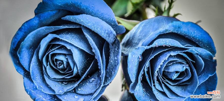 探索神秘的蓝色魅力 蓝色妖姬的花语