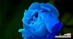 一朵蓝玫瑰的象征意义与传说 寻觅蓝色的奇迹