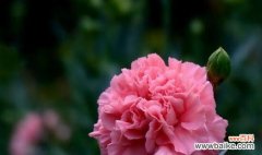 一朵康乃馨 康乃馨的象征意义及寓意解析