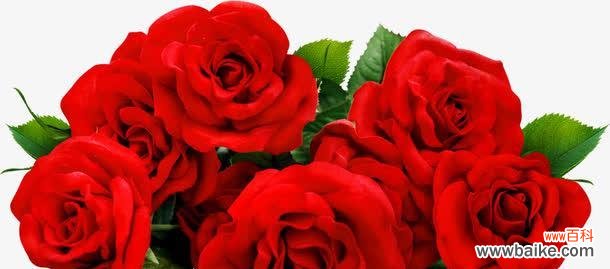一朵红玫瑰的情感与表达 红玫瑰的象征意义