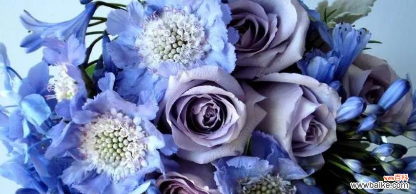 解读紫玫瑰的花语与文化内涵 紫玫瑰之语