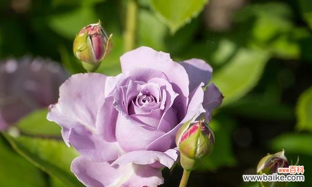 解读紫玫瑰的花语与文化内涵 紫玫瑰之语