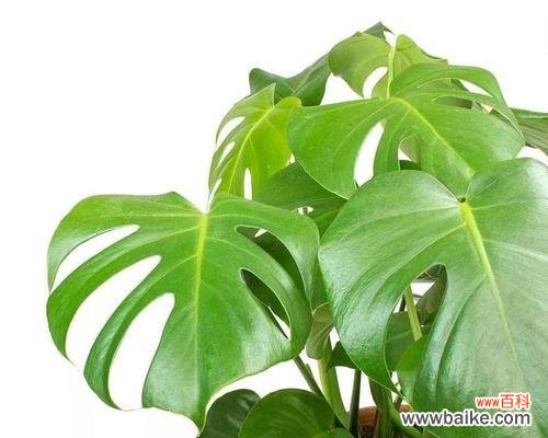 美丽纯洁的一叶兰花 一叶兰的花语与寓意