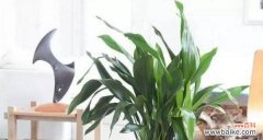 美丽纯洁的一叶兰花 一叶兰的花语与寓意