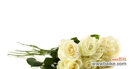 纯洁 一束白玫瑰的象征意义