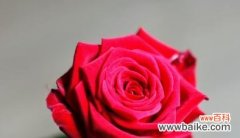 30朵玫瑰代表的花语及其背后的意义 玫瑰花语之30朵玫瑰的浪漫传说