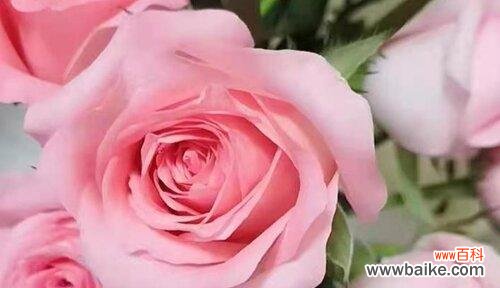 30朵玫瑰代表的花语及其背后的意义 玫瑰花语之30朵玫瑰的浪漫传说