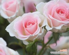 用玫瑰传递爱意 33朵玫瑰的花语之浪漫表白